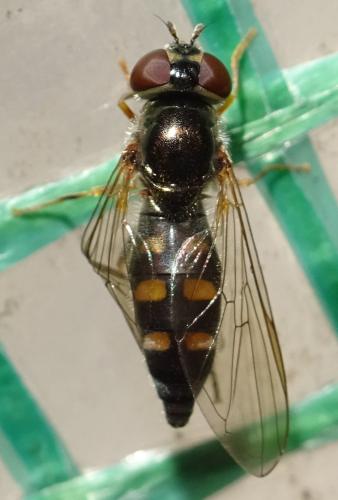 Platycheirus sp.
